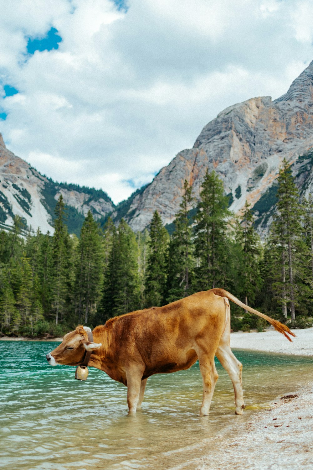 a brown cow standing in a river next to a forest