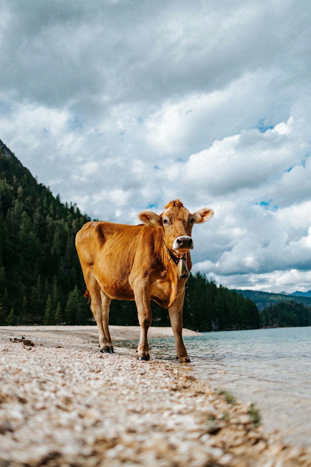 a brown cow standing on top of a sandy beach