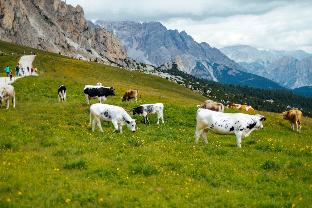 a herd of cattle grazing on a lush green hillside