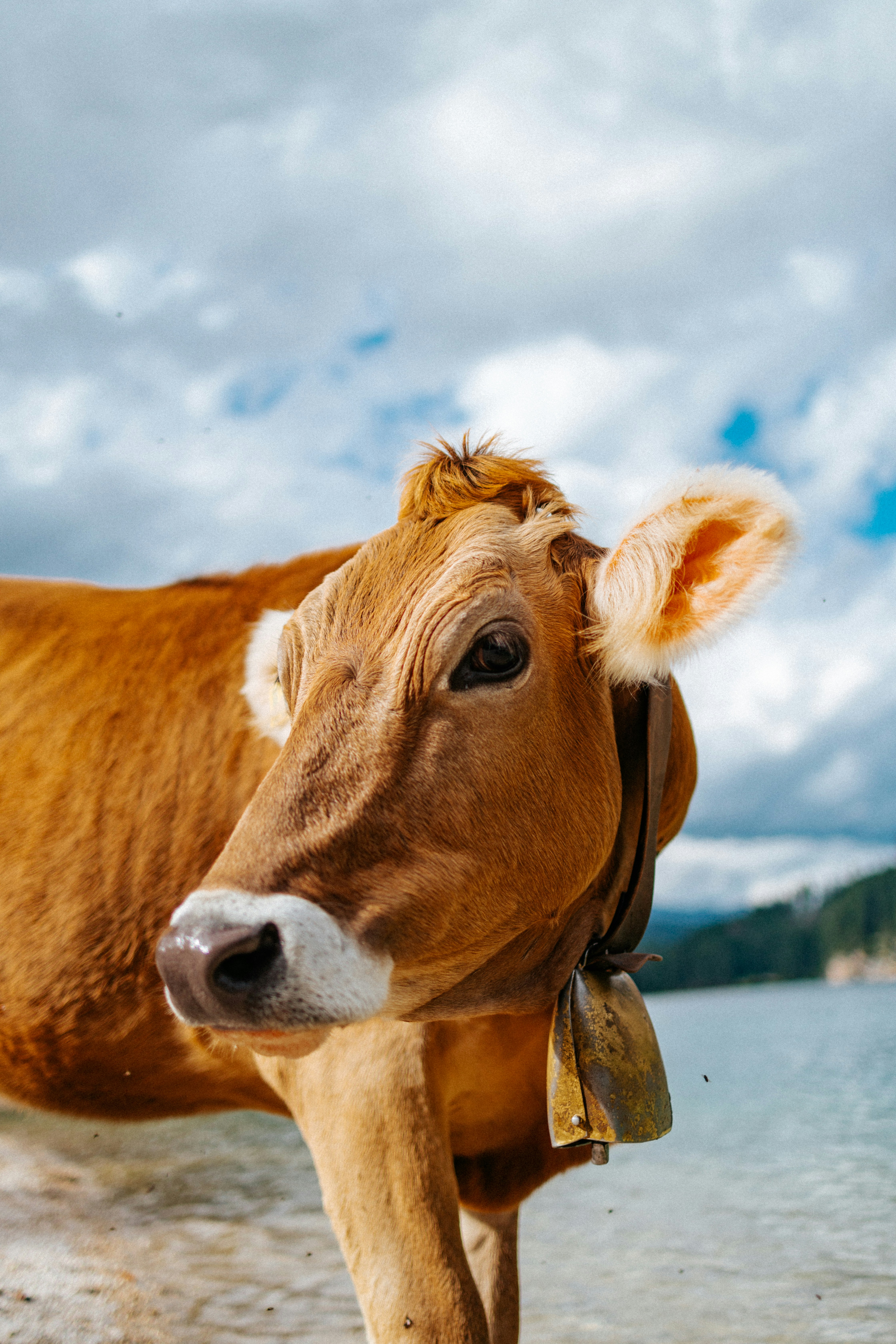 a brown cow standing on top of a sandy beach