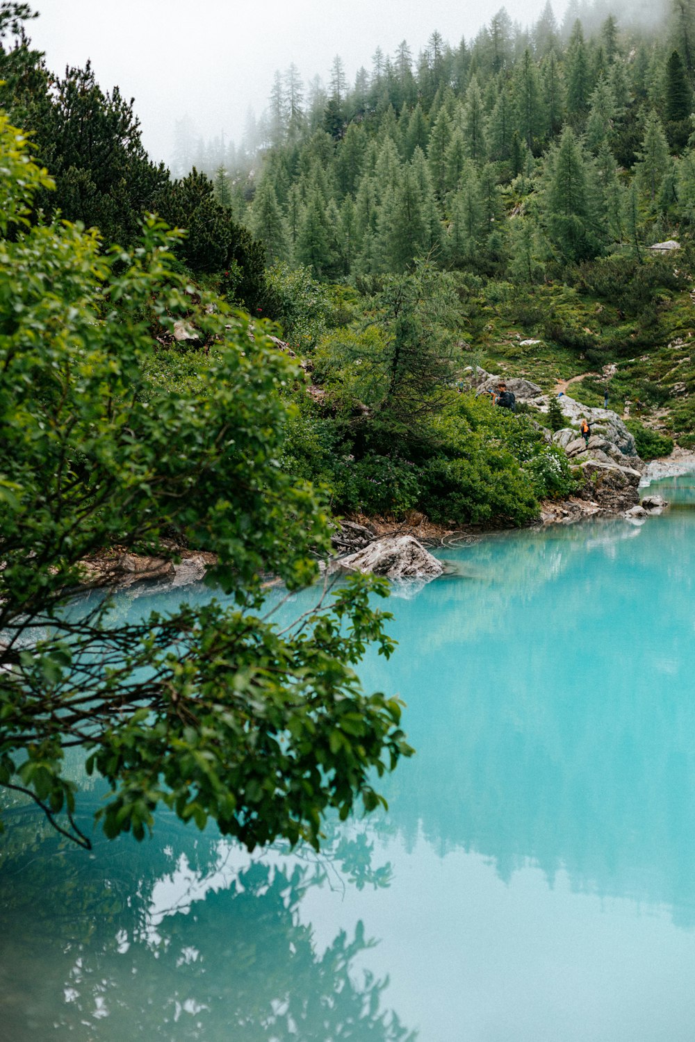 a body of water surrounded by a forest