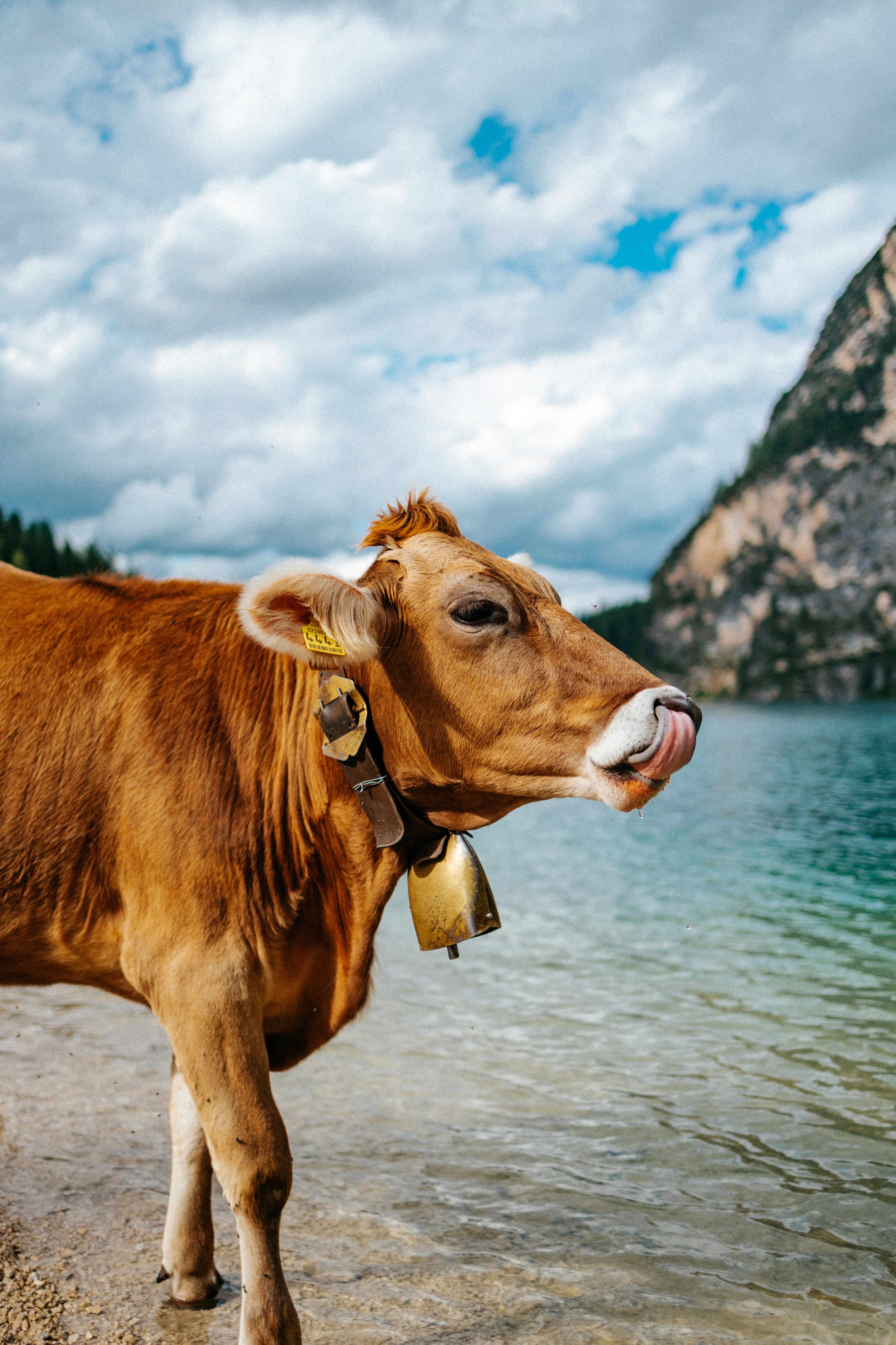 a brown cow standing on top of a sandy beach