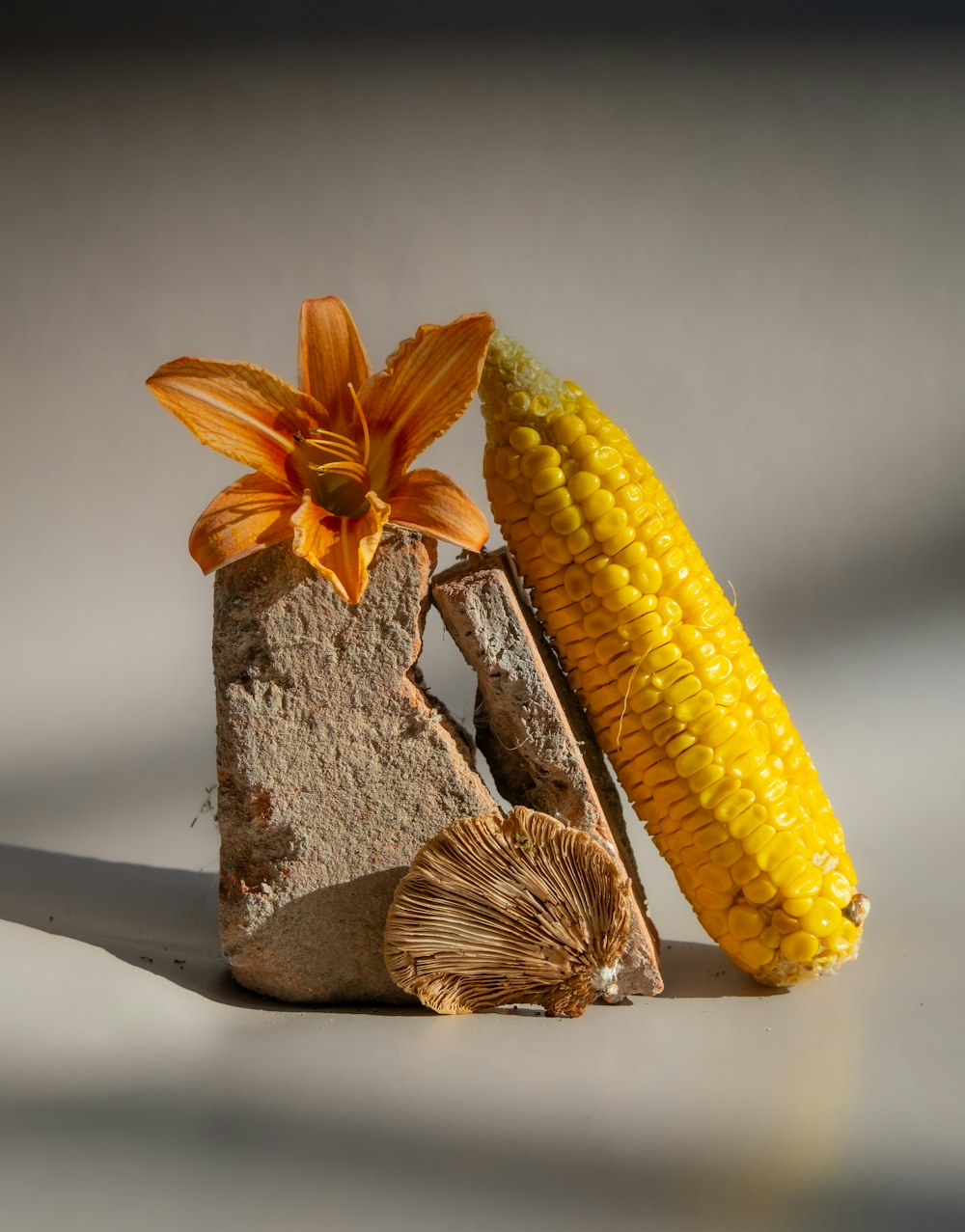 a corn cob and a shell on a table