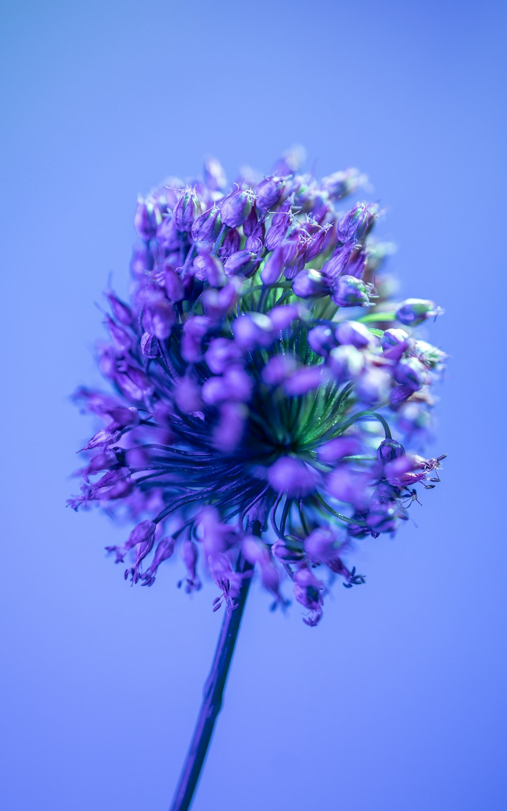 a close up of a purple flower on a blue background