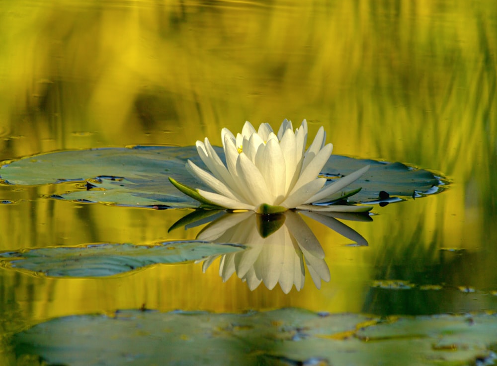 a white flower floating on top of a lake