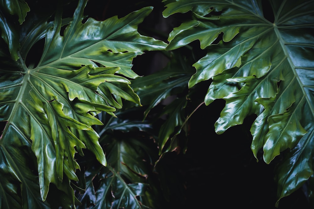 a close up of a green leafy plant