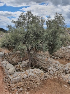 An ancient stone structure with a large, mature olive tree growing in the center. The walls are made of roughly hewn stones and the area appears to be a historical or archaeological site. The background features a hilly landscape and a partly cloudy sky.