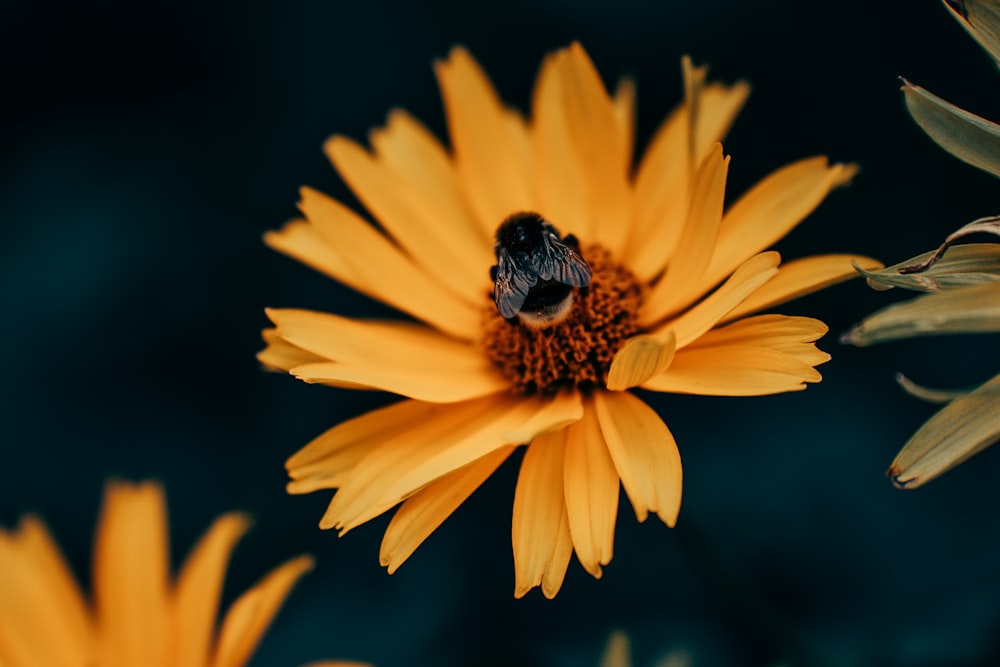 Un clochard est assis sur une fleur jaune