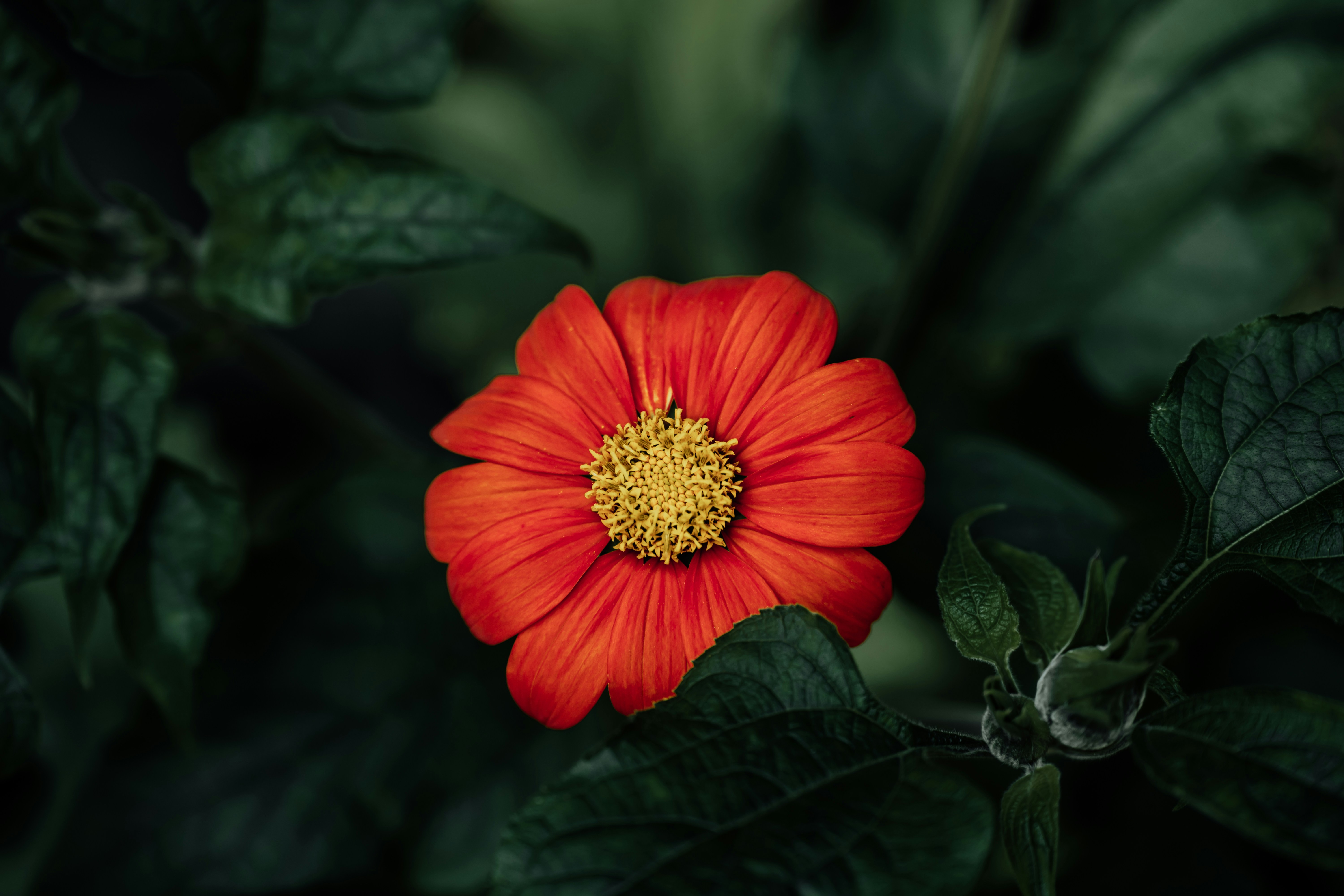 Photo by khodzinskyi