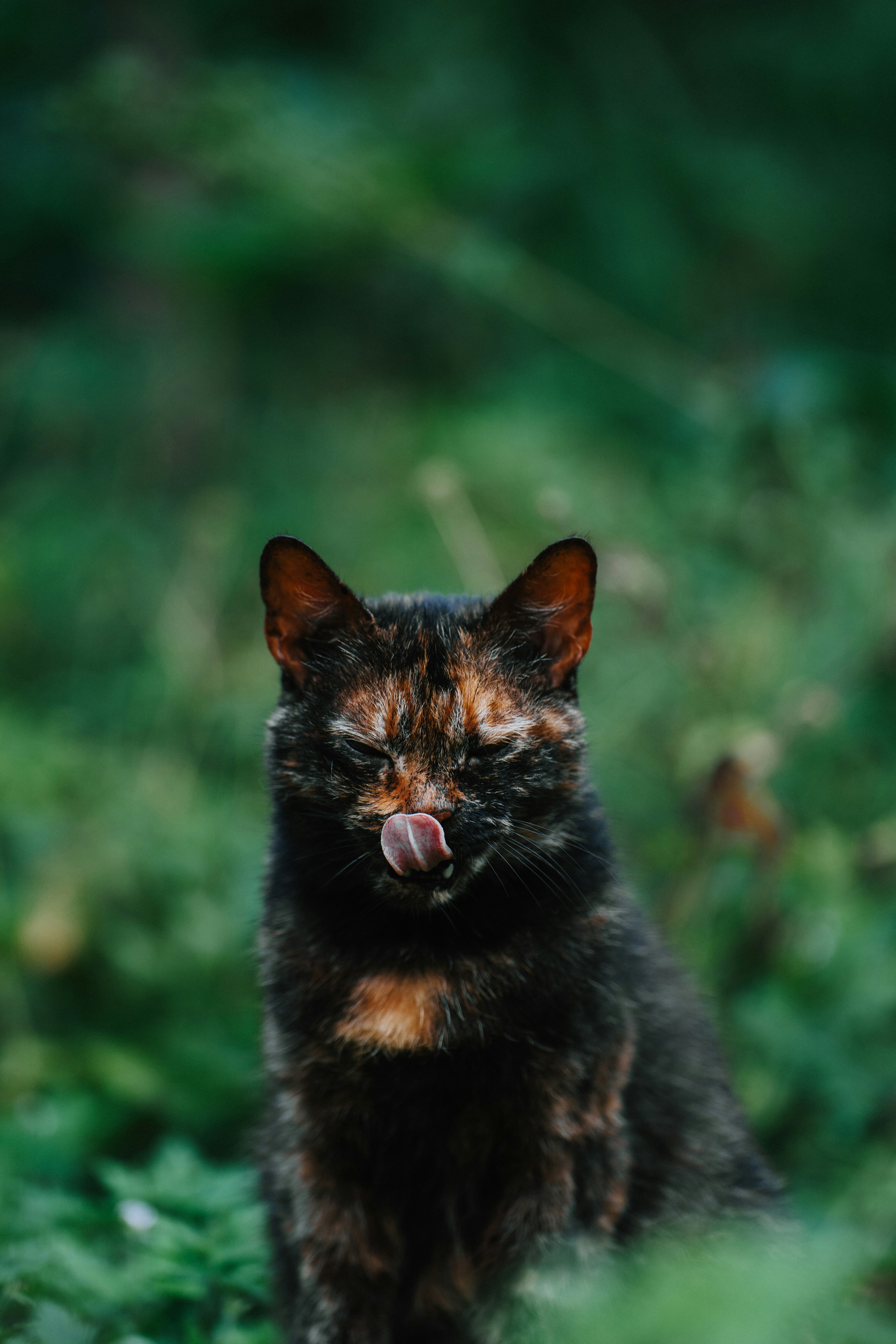 a black and brown cat with its tongue hanging out