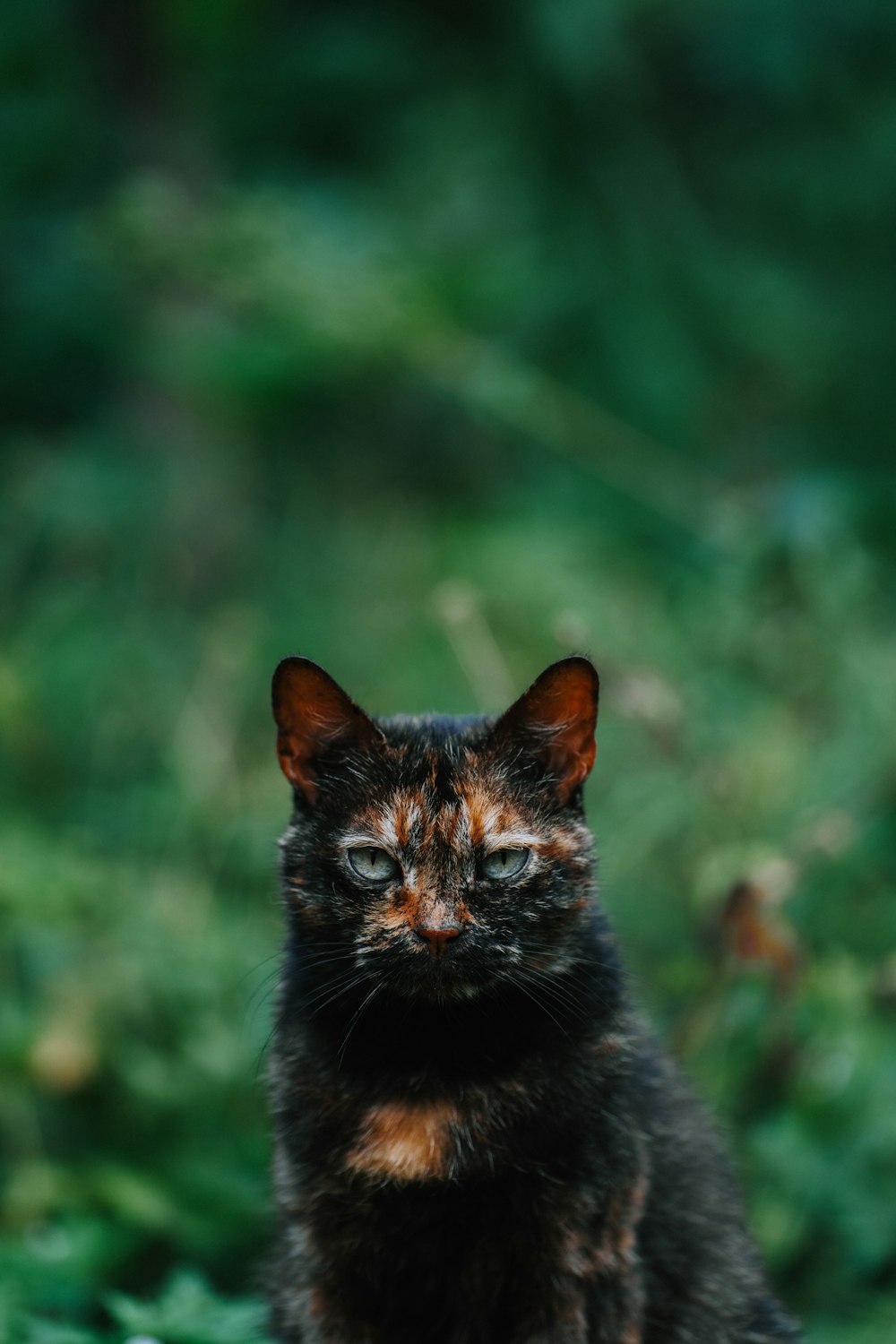 a black and brown cat sitting on top of a lush green field