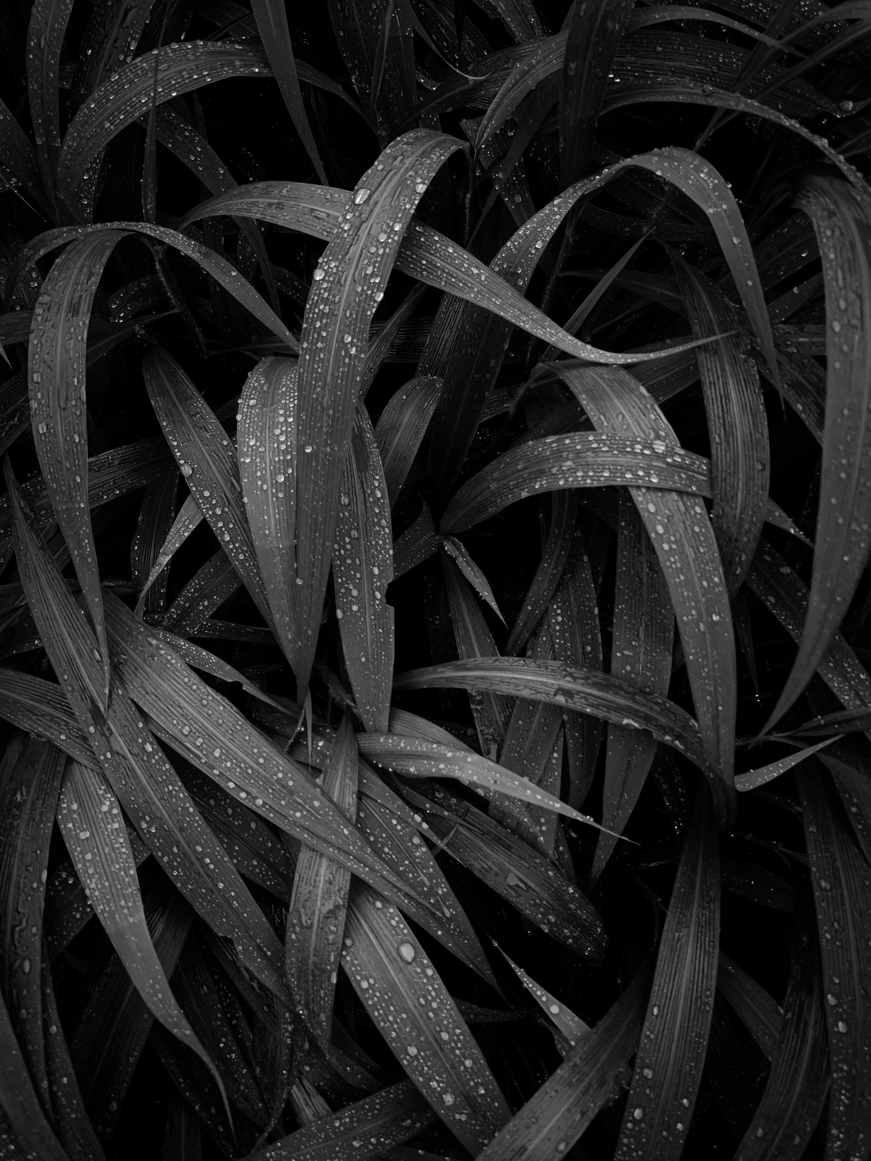 a black and white photo of leaves with water droplets