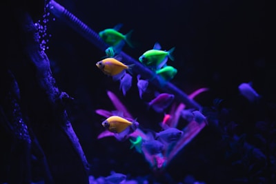 A vibrant aquarium setup with neon-colored fish swimming around. The fish display vivid hues of green, yellow, and pink against a dark, mysterious background. A piece of aquarium equipment, possibly a filter or heater, is visible on one side, and some faintly visible plants can be seen in the background.