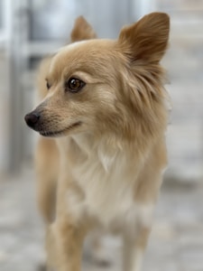 A small dog with light brown and white fur is seen in a side profile. The dog has large, alert ears and expressive brown eyes. It appears to be standing indoors on a tiled floor, with a blurred background.