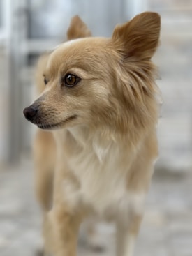 A small dog with light brown and white fur is seen in a side profile. The dog has large, alert ears and expressive brown eyes. It appears to be standing indoors on a tiled floor, with a blurred background.