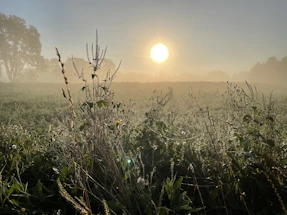 A serene farm landscape at sunrise with dew on crops.