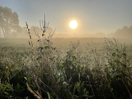 A serene farm landscape at sunrise with dew on crops.