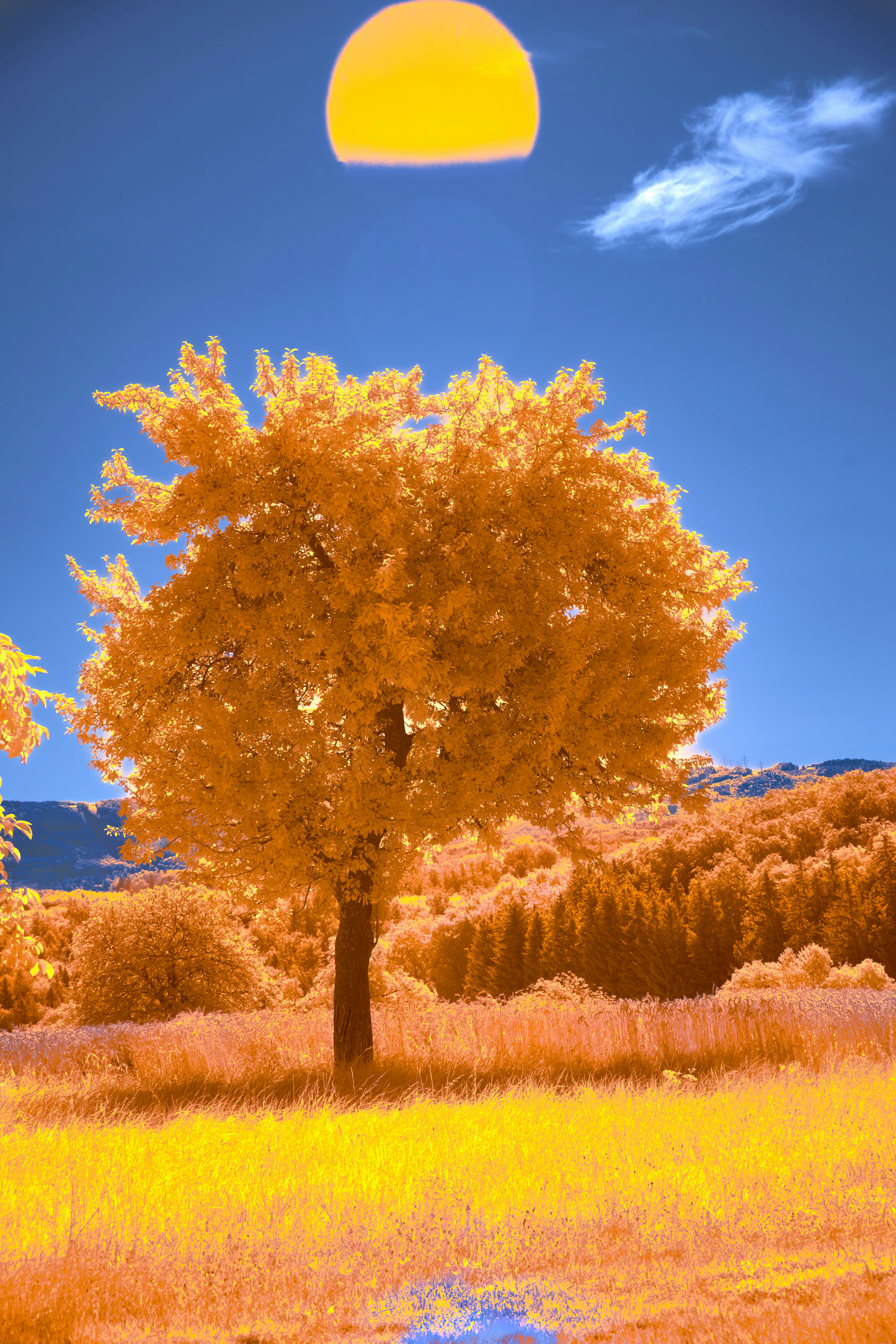 Photo by wolfgang_hasselmann