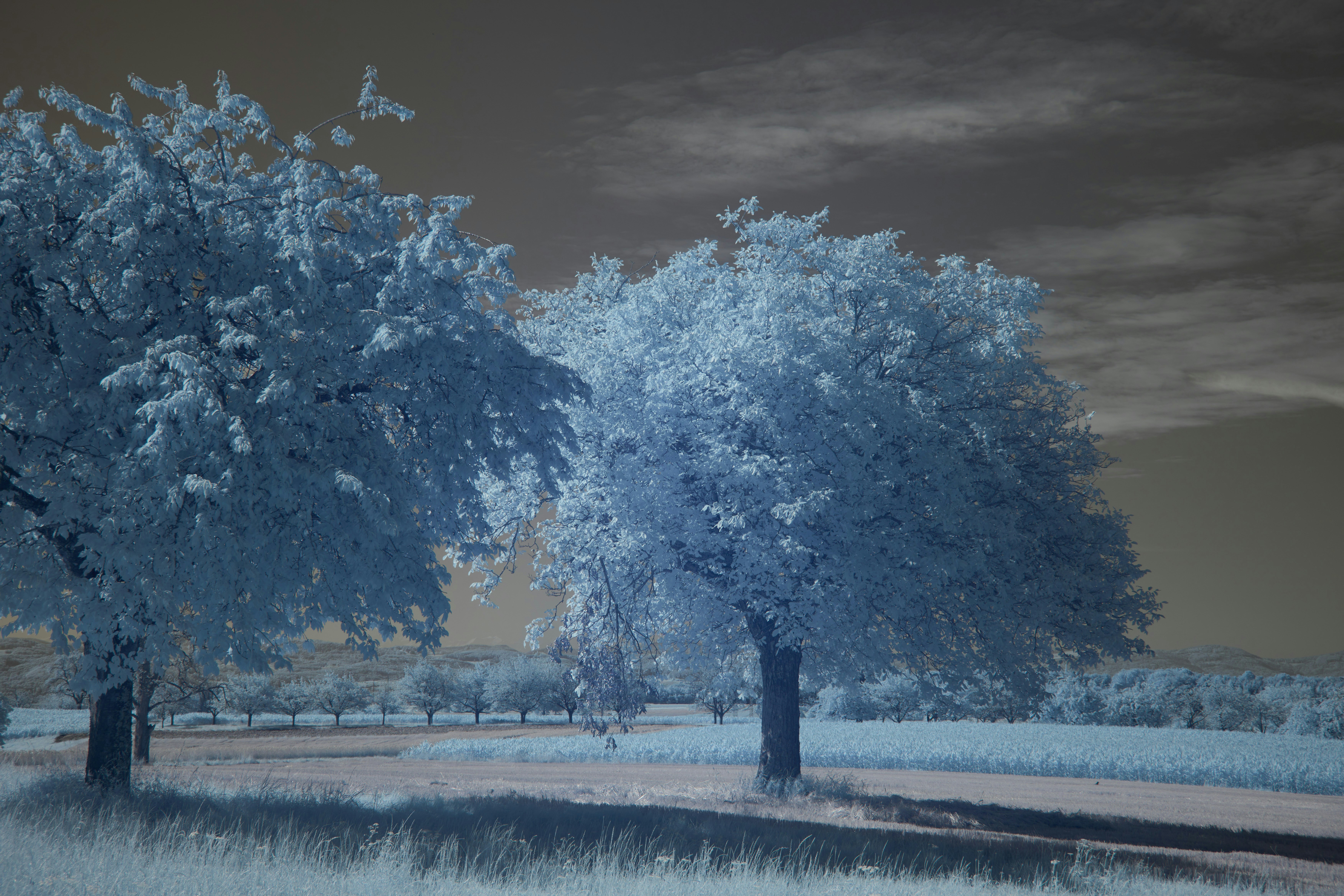 Photo by wolfgang_hasselmann