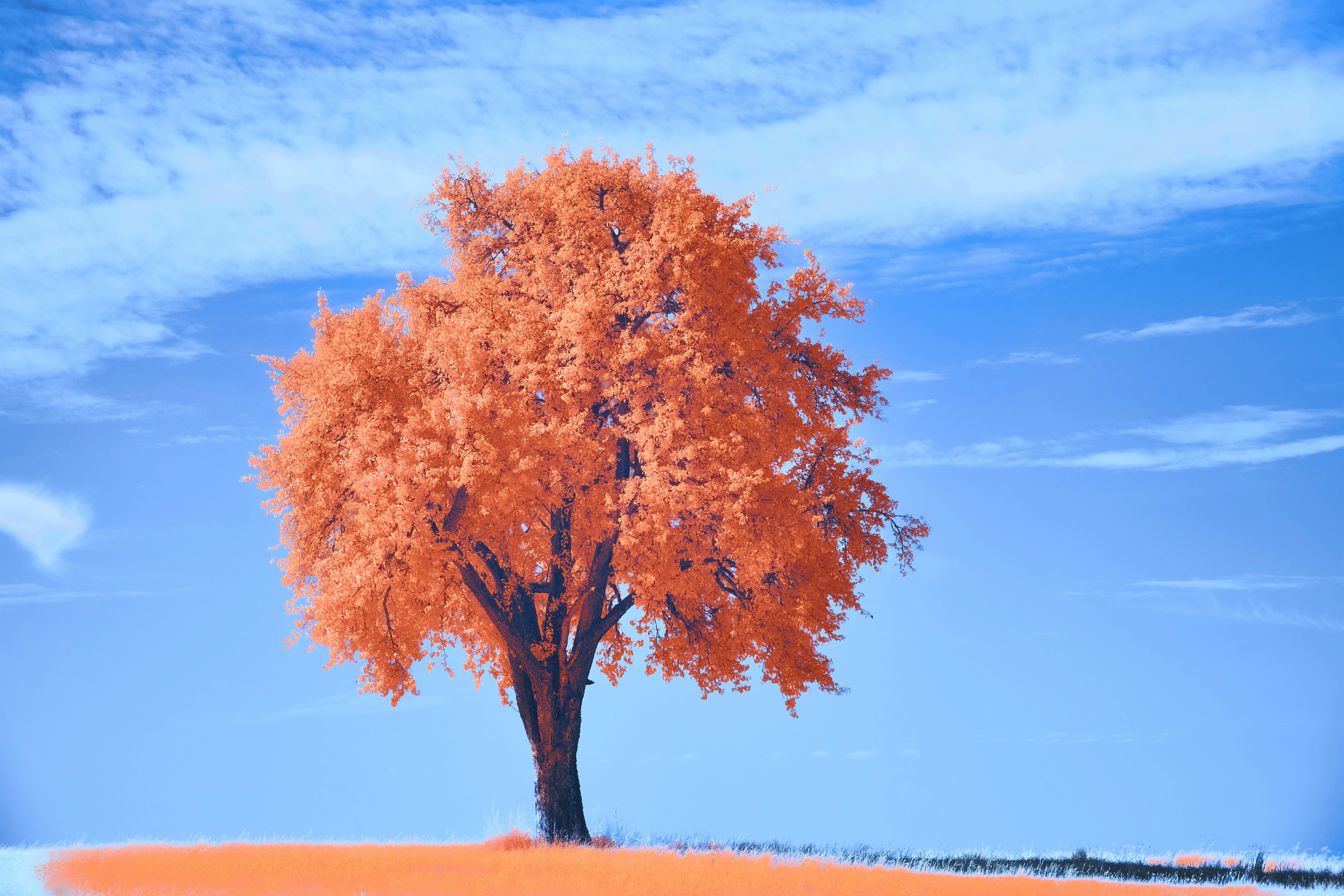 Photo by wolfgang_hasselmann