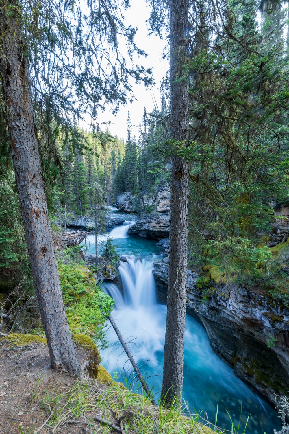 a river running through a forest filled with trees