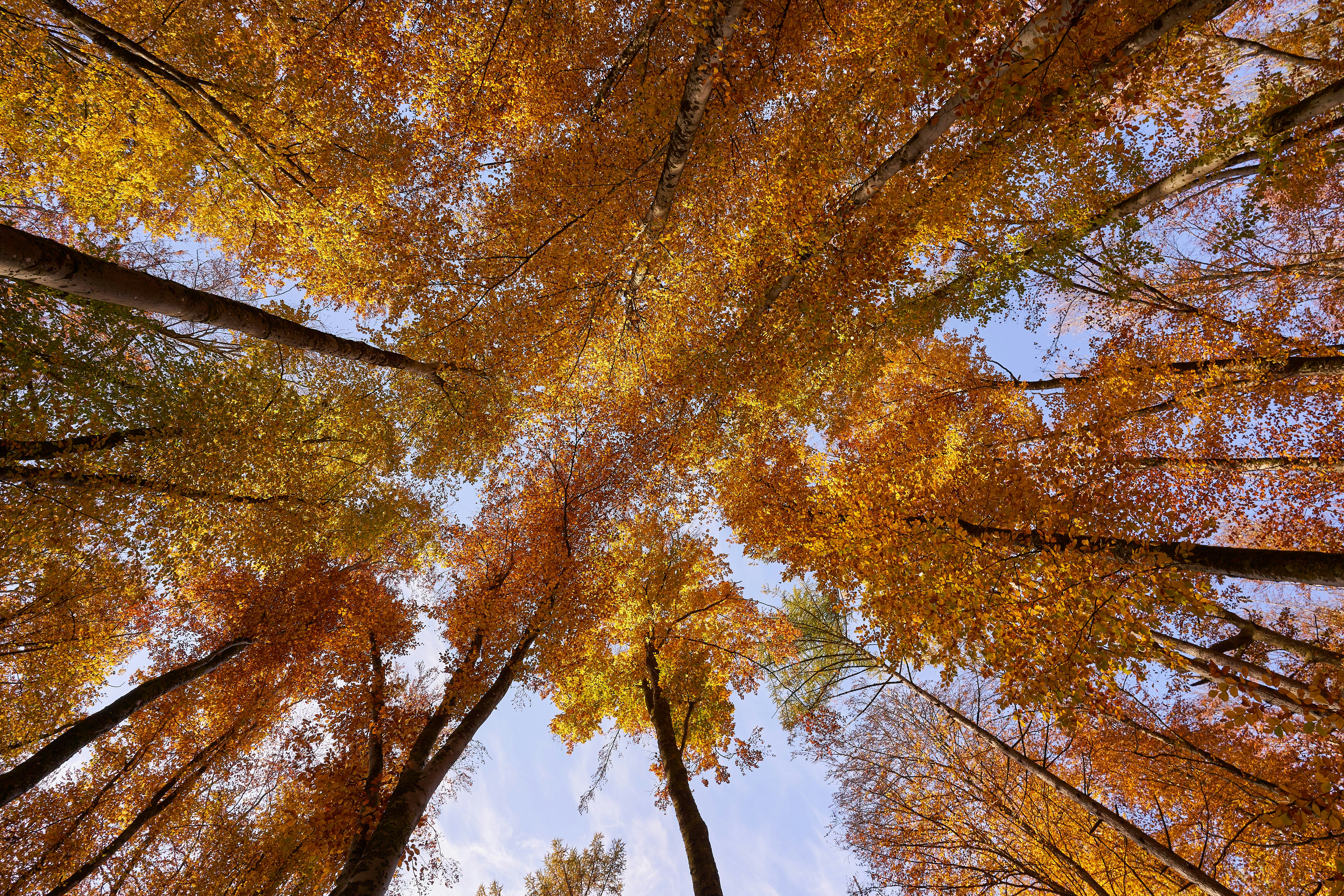 Photo by wolfgang_hasselmann