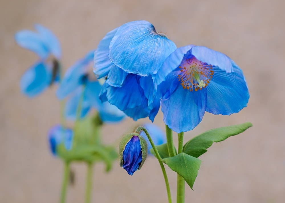 a close up of a blue flower in a vase