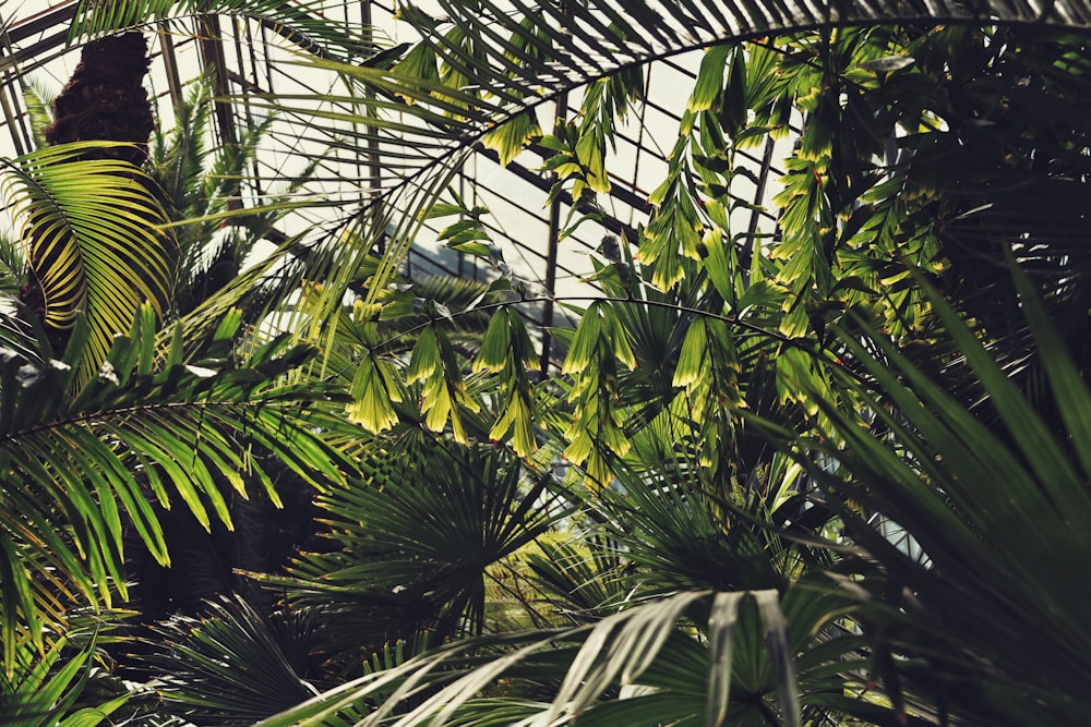 a bird perched on top of a palm tree