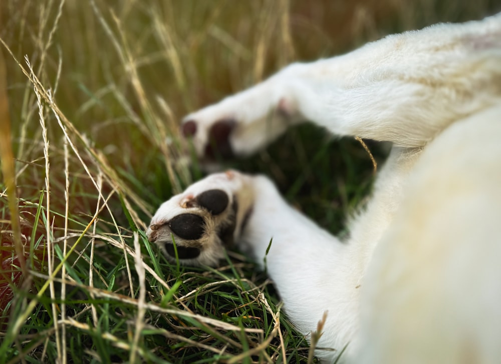 a close up of a dog laying in the grass