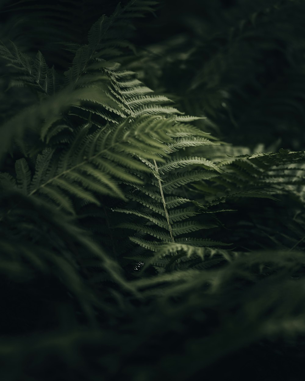 a close up of a fern leaf in the dark