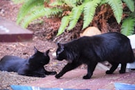 Two black cats are interacting on a surface with scattered seeds. The background features lush green foliage, including ferns, and a partially visible third cat with a lighter fur color. The setting appears to be an outdoor garden area with a natural, relaxed atmosphere.