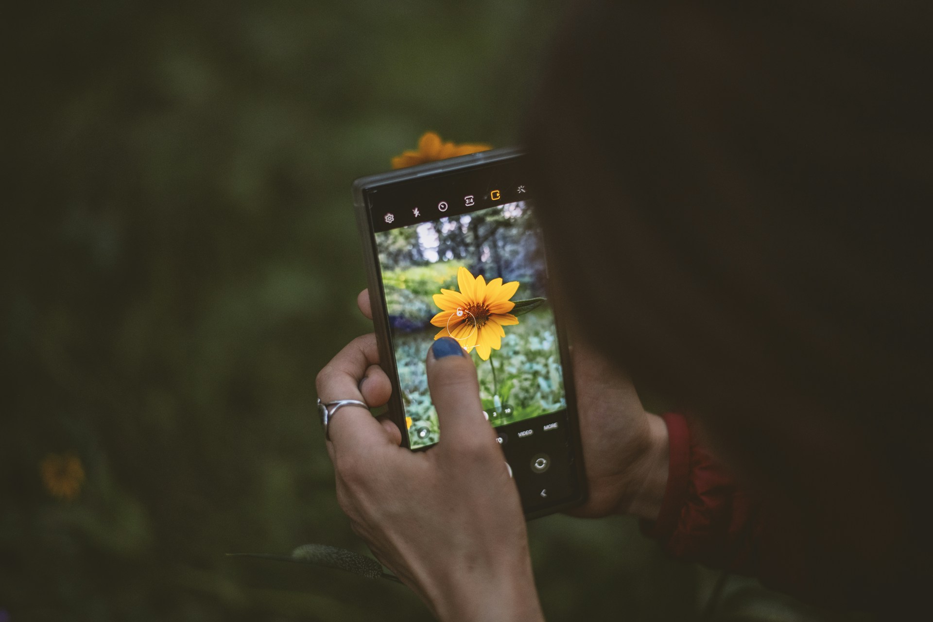 a person taking a picture of a flower with a cell phone