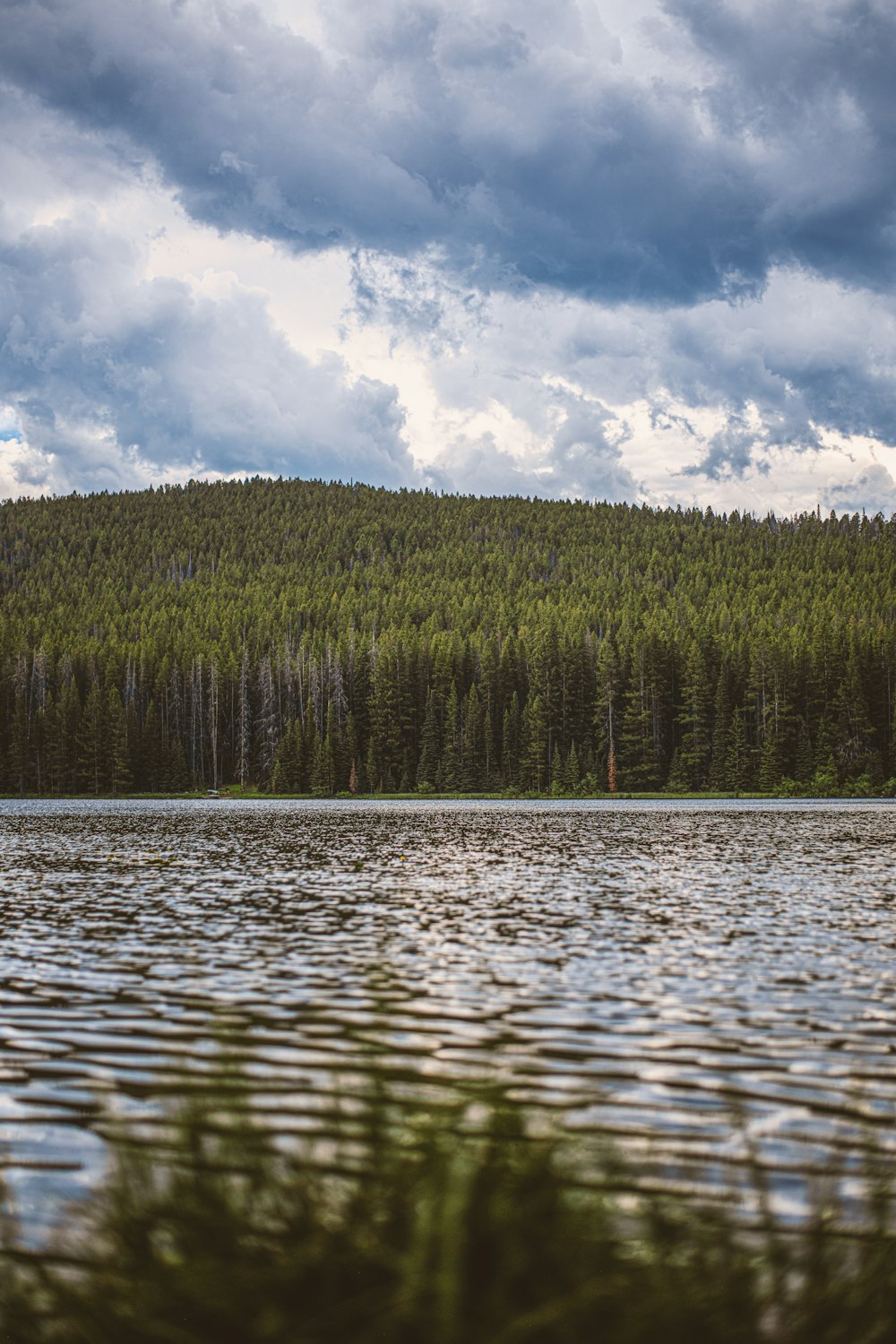 un grande specchio d'acqua circondato da una foresta