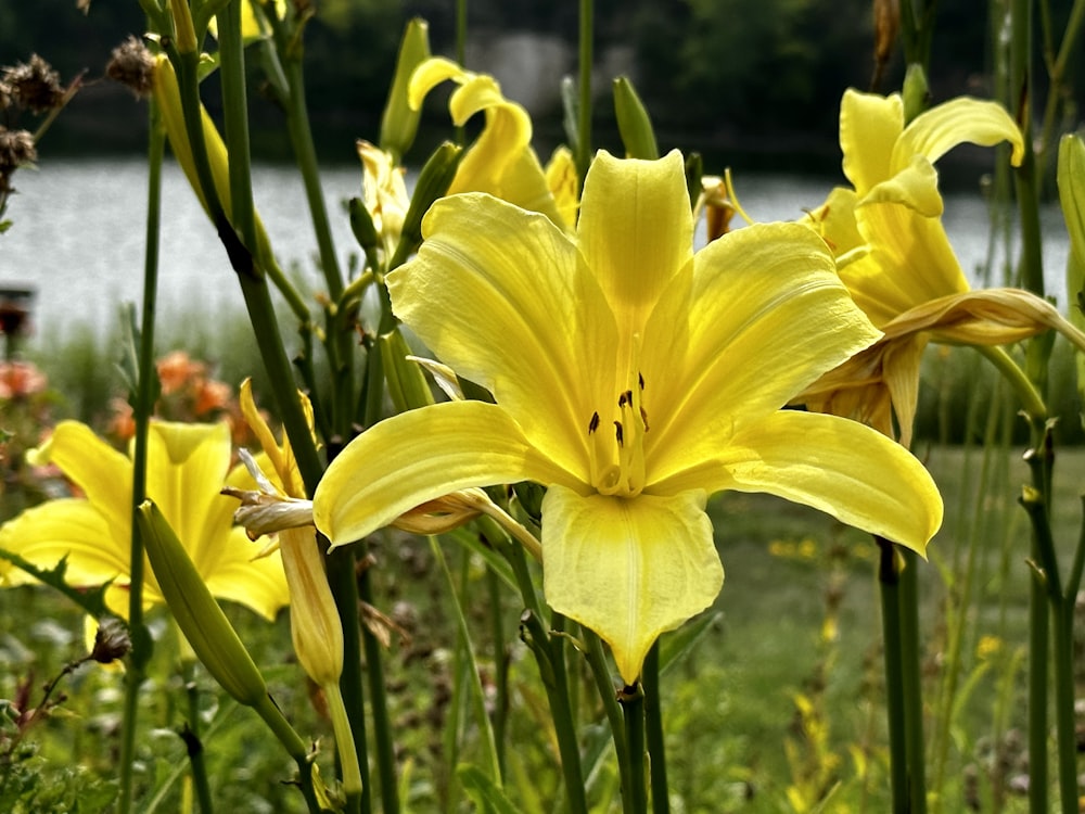 a bunch of yellow flowers that are in the grass