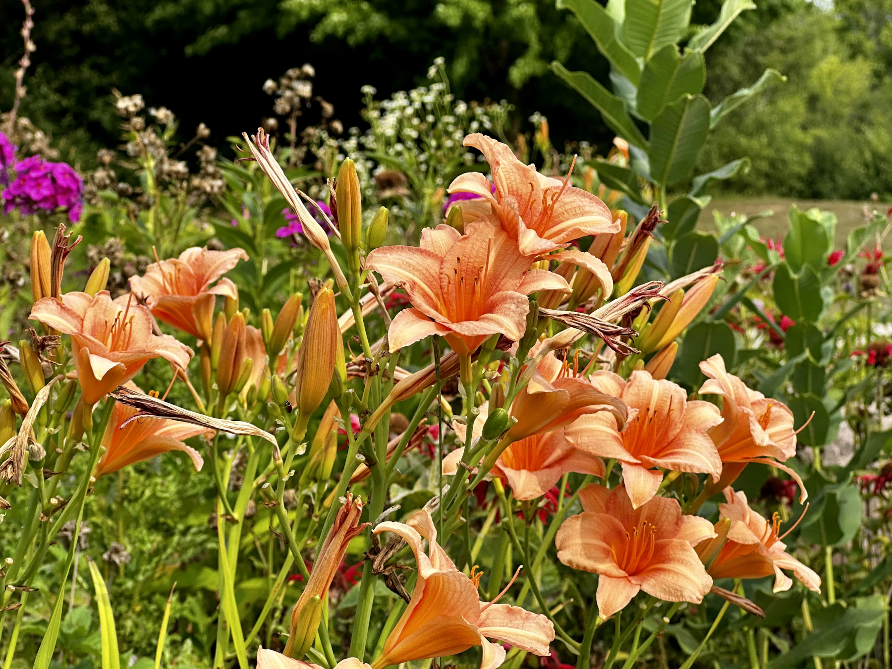 Orange daylilies in bloom and in bud on tall stems in a sunny border