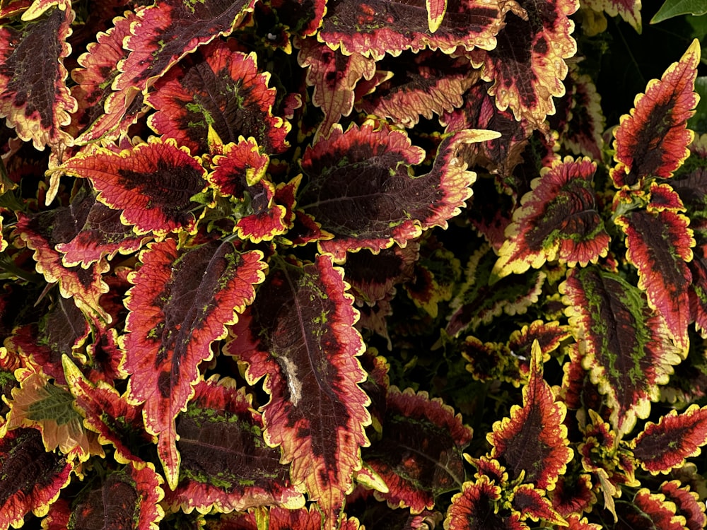 Un primer plano de una planta con hojas rojas y amarillas