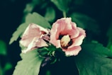 Close-up of a blooming hoya flower with delicate pink petals and glossy green leaves.