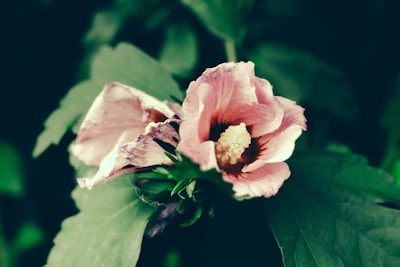 Close-up of a blooming hoya flower with delicate pink petals and glossy green leaves.