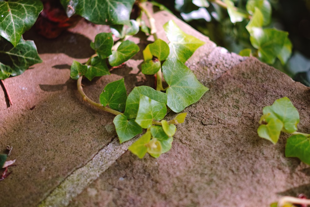 a close up of a plant growing on a rock