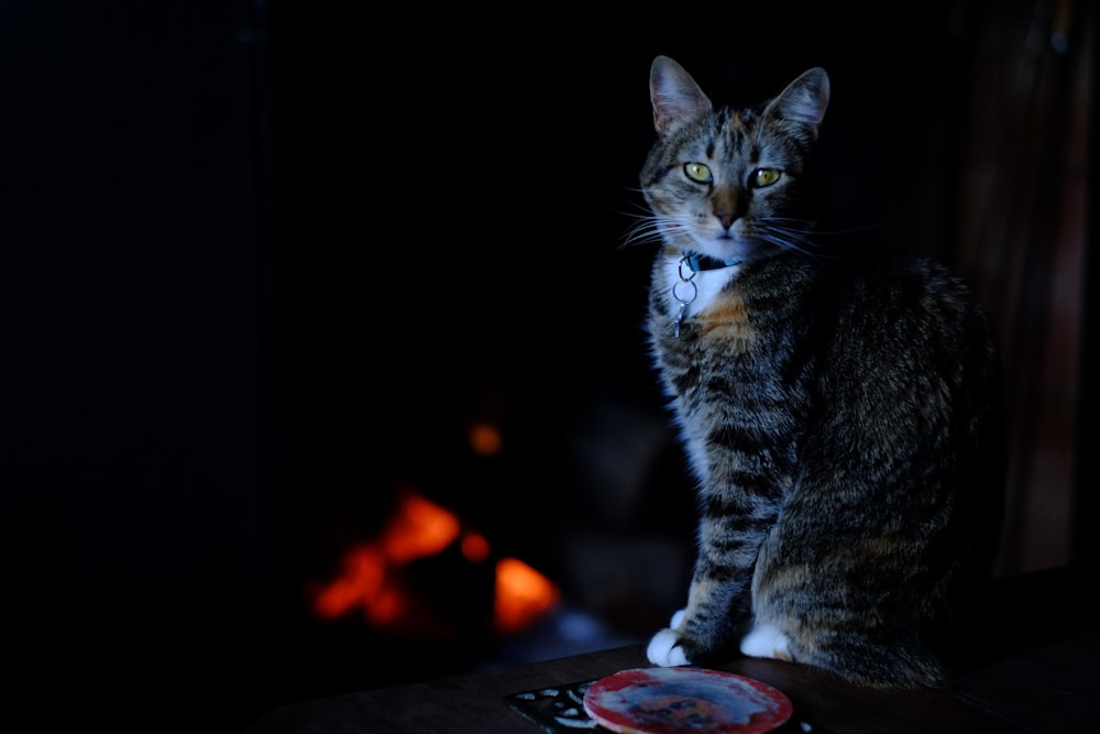 a cat sitting on a table in the dark