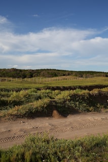 A peaceful rural landscape with a dirt road.