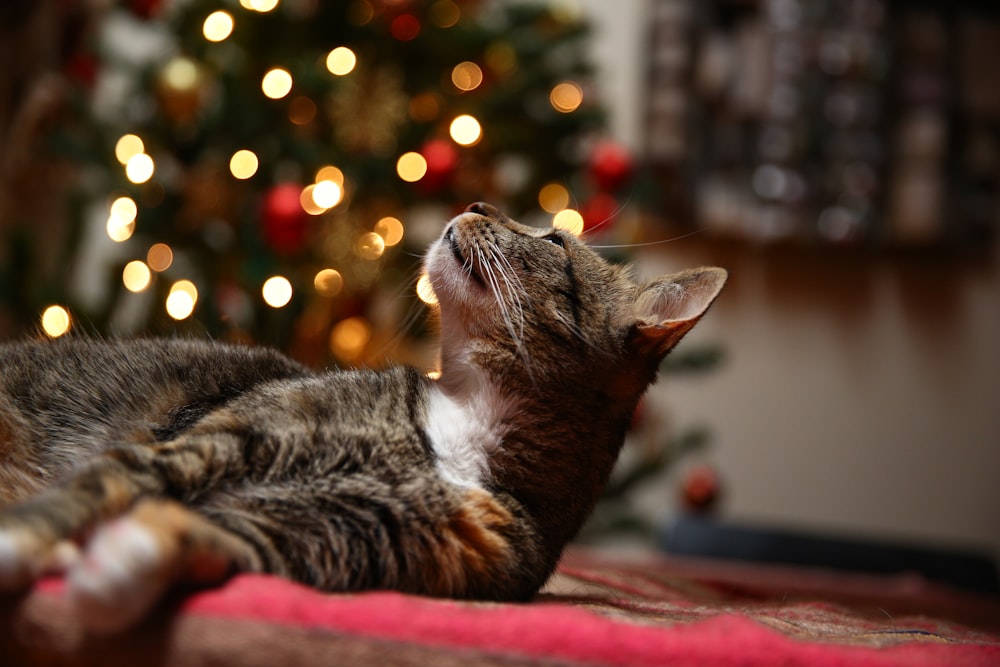 a cat laying on top of a red blanket next to a christmas tree