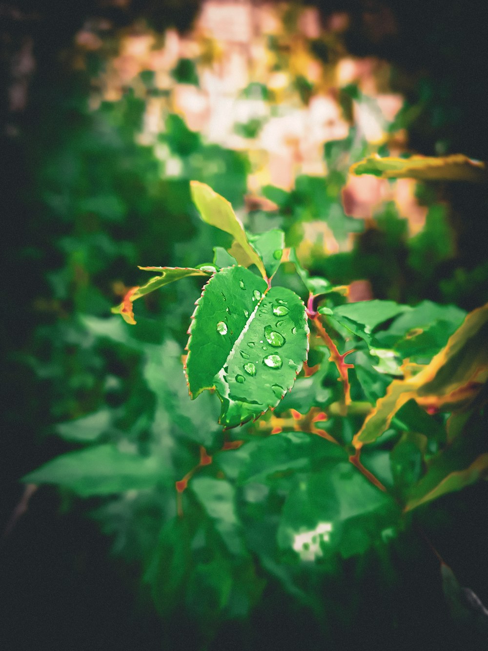 a green leaf with water drops on it