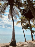 a couple of palm trees sitting on top of a sandy beach