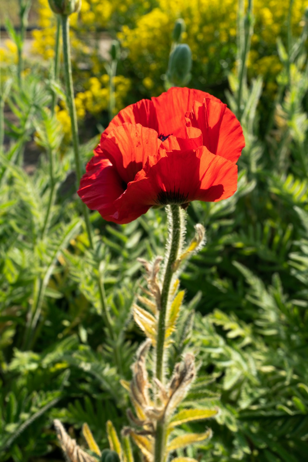 a red flower in a field of yellow flowers