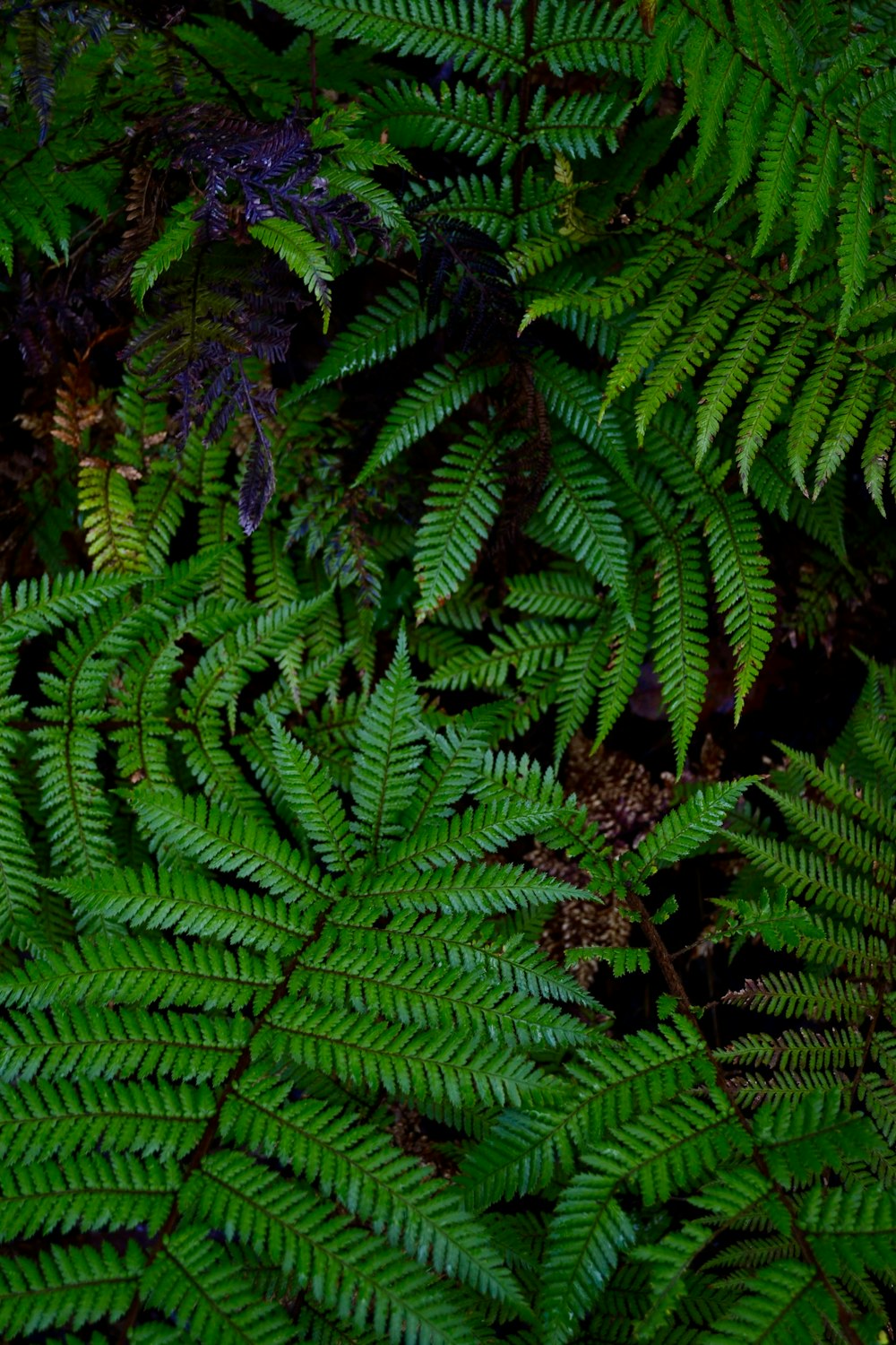 a close up of a green plant with lots of leaves