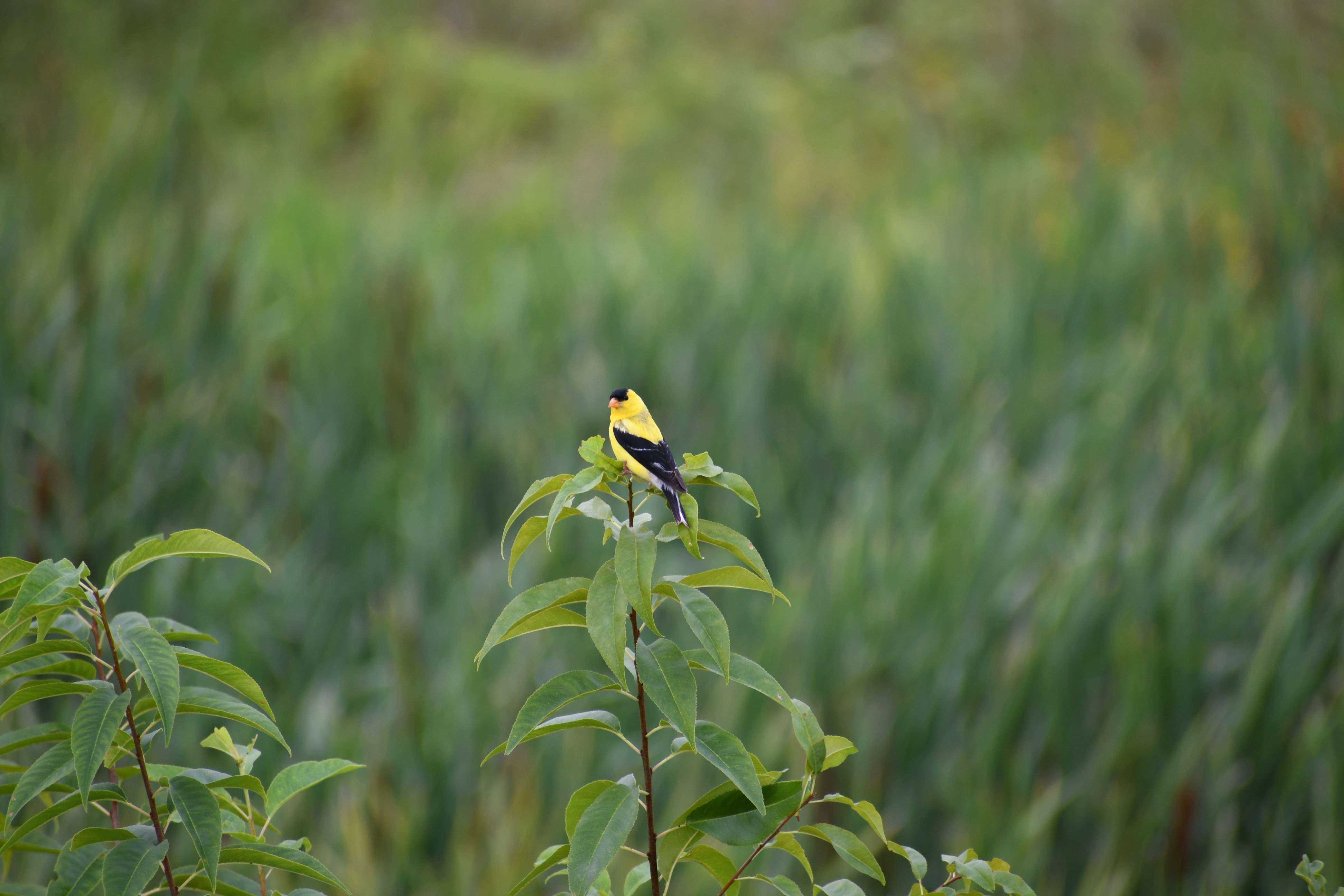 um pássaro amarelo e preto sentado em cima de uma planta verde