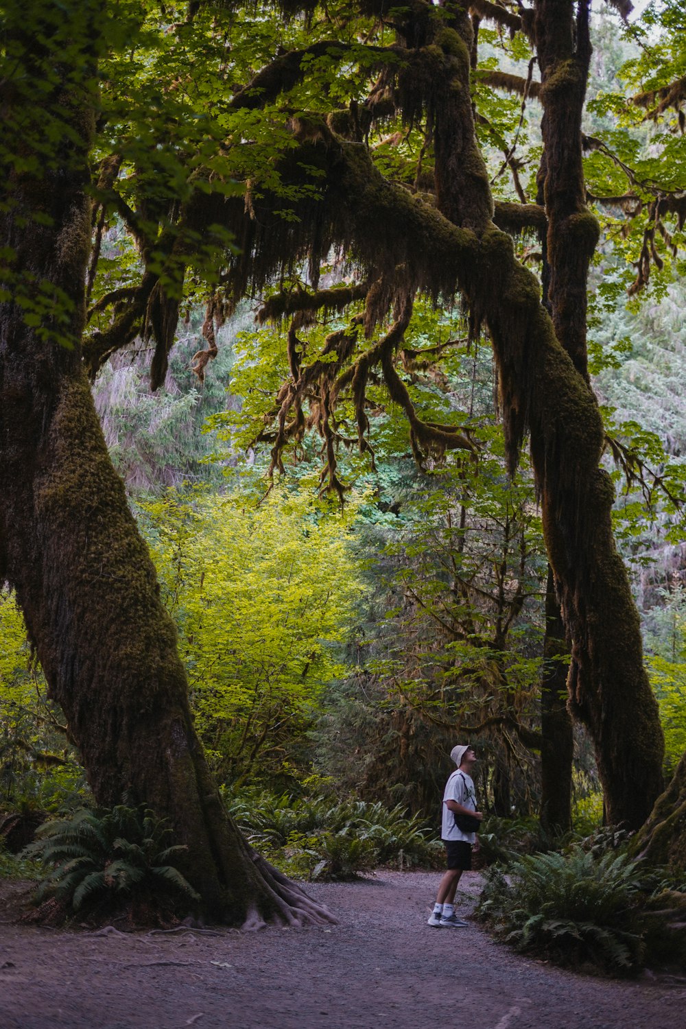 a person standing in the middle of a forest