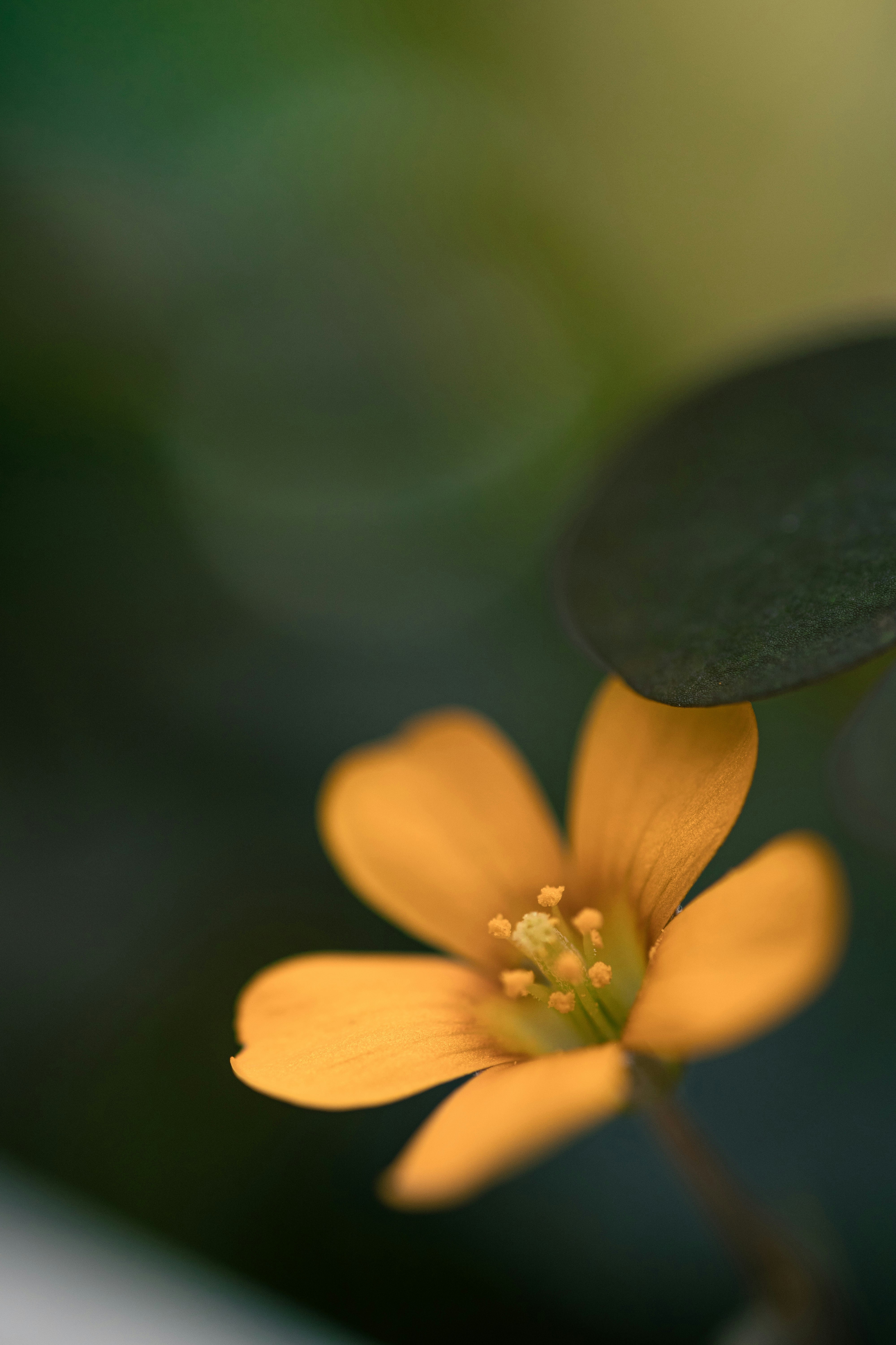 Un primer plano de una flor con un fondo borroso