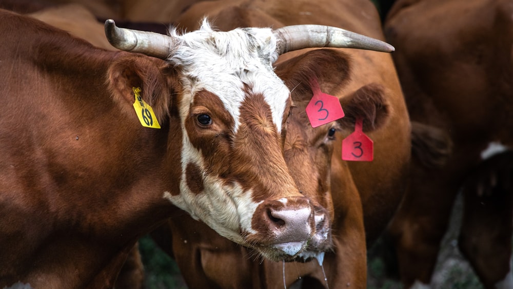 a close up of a brown and white cow with horns